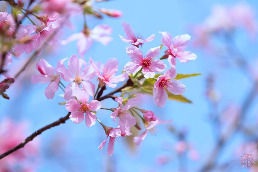 樱花
